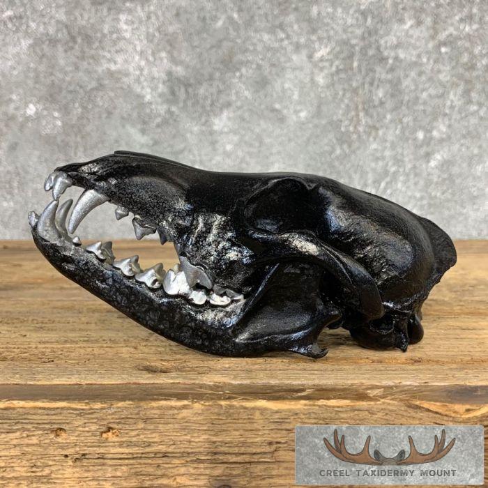 Coyote Full Skull Taxidermy Mount For Sale