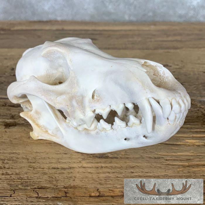 Coyote Full Skull Taxidermy Mount For Sale