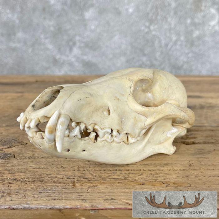 Coyote Full Skull Taxidermy Mount For Sale