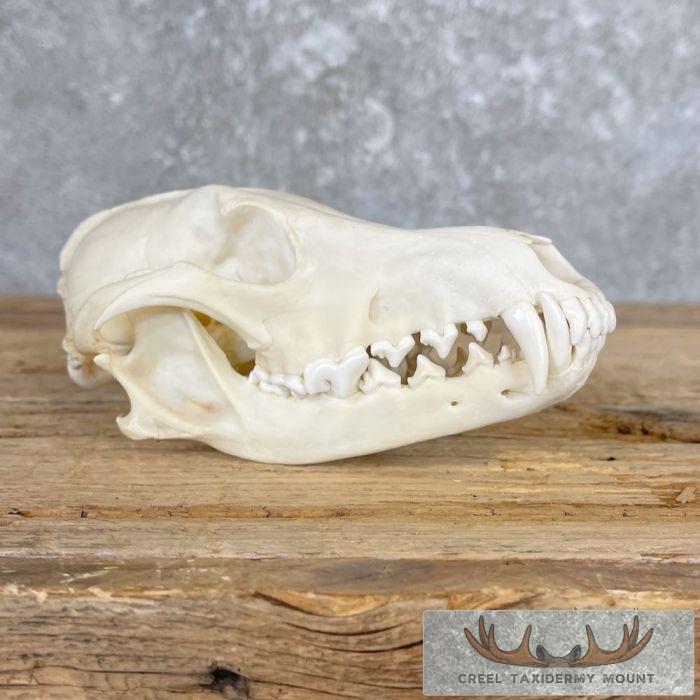 Coyote Full Skull Taxidermy Mount For Sale