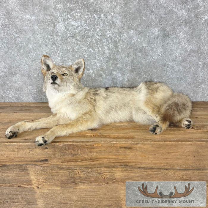 Coyote Life-Size Taxidermy Mount For Sale