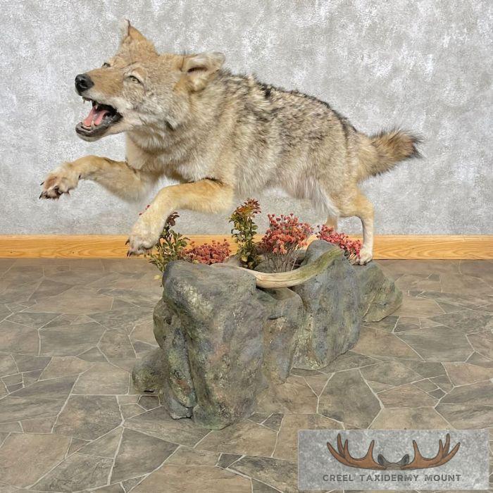 Coyote Life-Size Taxidermy Mount For Sale