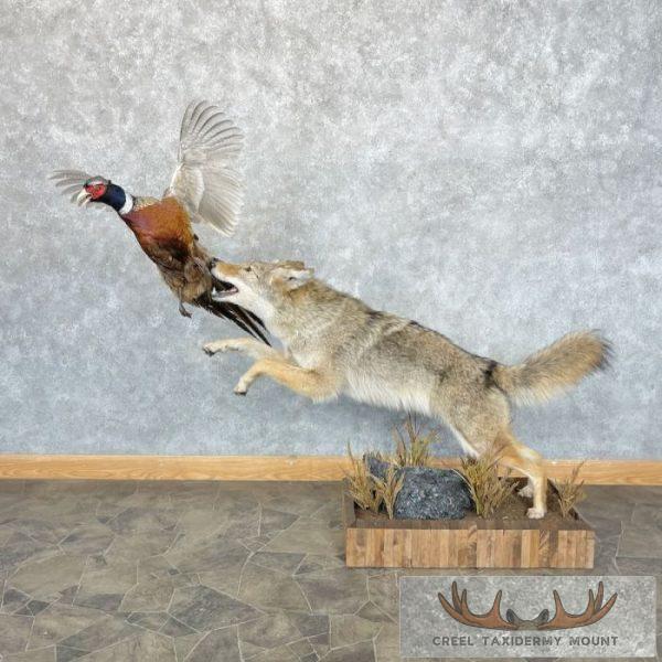 Coyote Life Size Taxidermy Mount For Sale