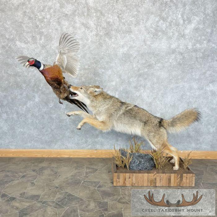 Coyote Life Size Taxidermy Mount For Sale