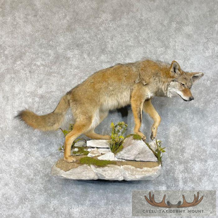 Coyote Life Size Taxidermy Mount For Sale