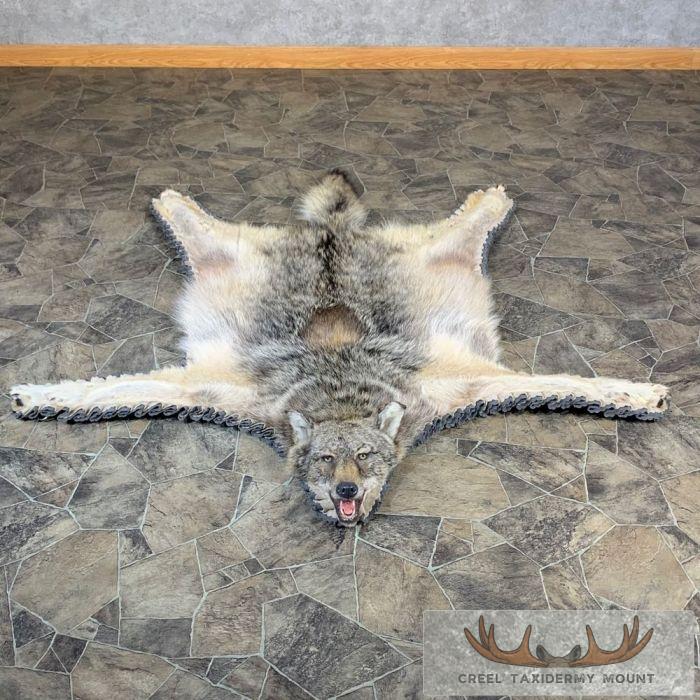 Coyote Full Rug Taxidermy Mount For Sale