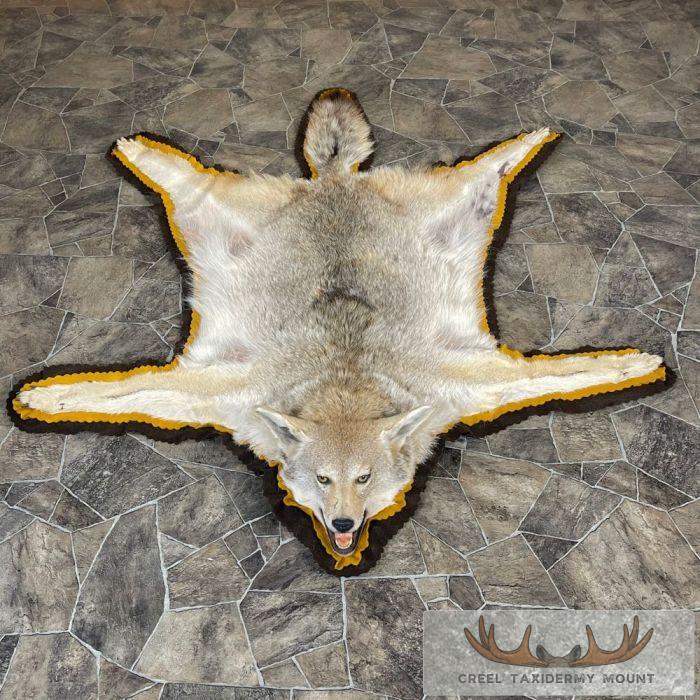 Coyote Full Rug Taxidermy Mount For Sale