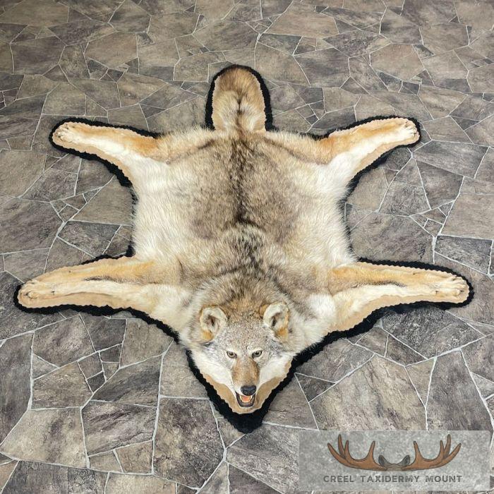 Coyote Full Rug Taxidermy Mount For Sale