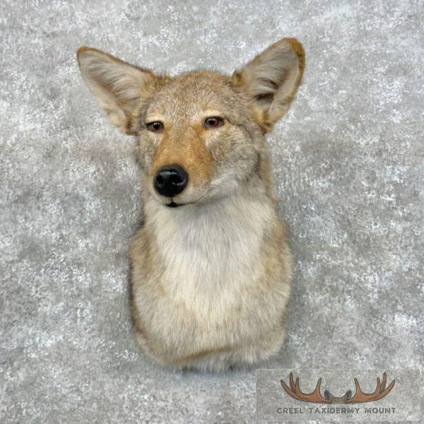 Coyote Shoulder Taxidermy Mount For Sale