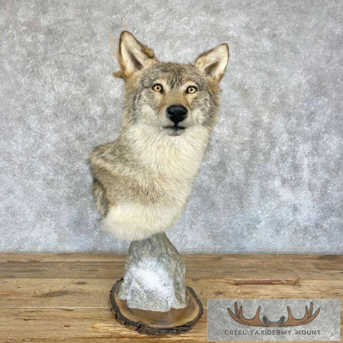 Coyote Shoulder Taxidermy Pedestal Mount For Sale