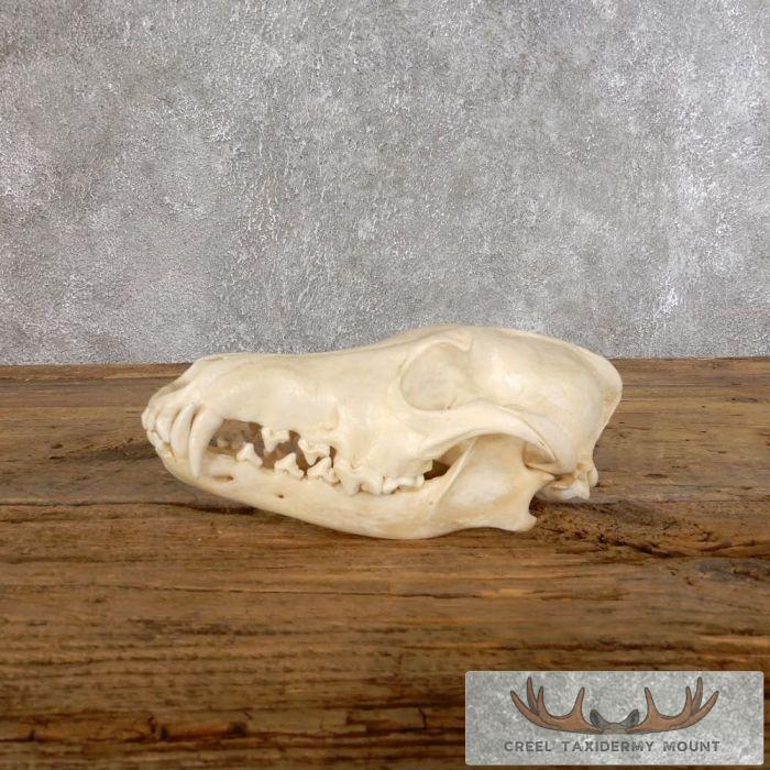 Coyote Full Skull Taxidermy Mount For Sale