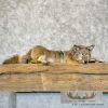 Coyote Soft Body Taxidermy Mount For Sale