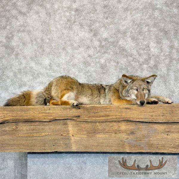 Coyote Soft Body Taxidermy Mount For Sale
