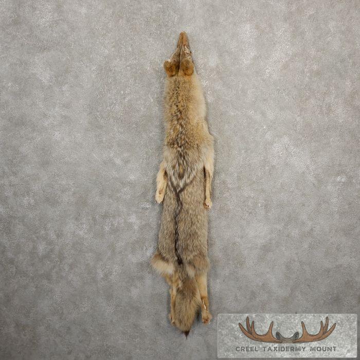 Coyote Tanned Hide For Sale