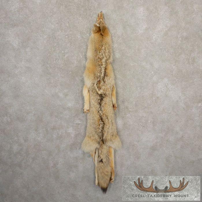 Coyote Tanned Hide For Sale