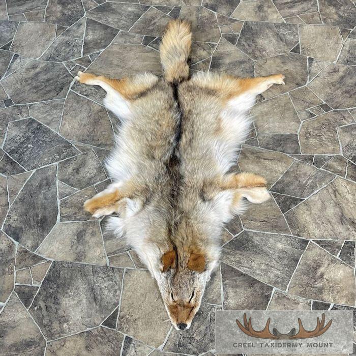 Coyote Tanned Hide Taxidermy For Sale