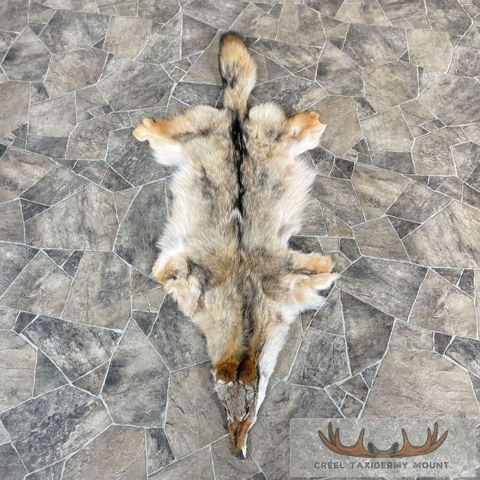 Coyote Tanned Hide Taxidermy For Sale