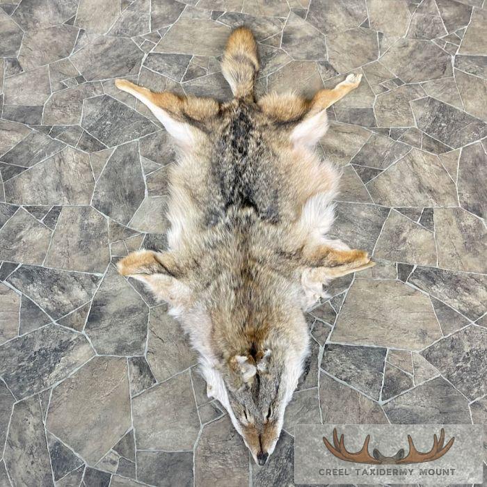 Coyote Tanned Hide Taxidermy For Sale