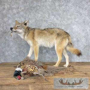 Coyote With Ringneck Pheasant Life-Size Mount Taxidermy