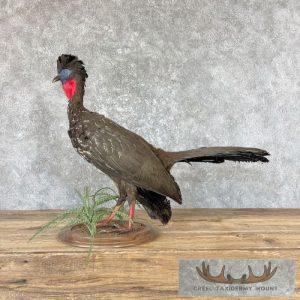 Crested Guan Taxidermy Mount Taxidermy