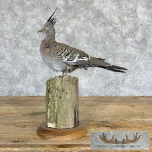 Crested Pigeon Taxidermy Mount Taxidermy