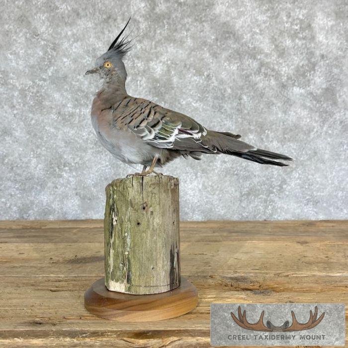 Crested Pigeon Taxidermy Mount For Sale