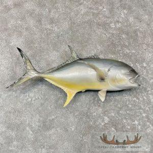 Crevalle Jack Taxidermy Fish Mount Taxidermy