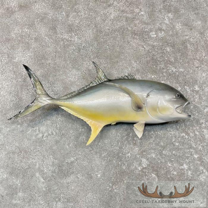 Jack Fish Crevalle Jack Taxidermy Fish Moun For Sale | Creel Taxidermy