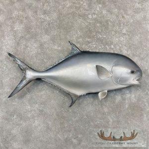 Crevalle Jack Taxidermy Fish Mount Taxidermy