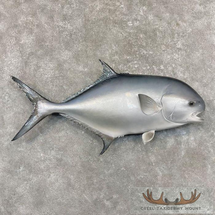 Crevalle Jack Taxidermy Fish Mount For Sale