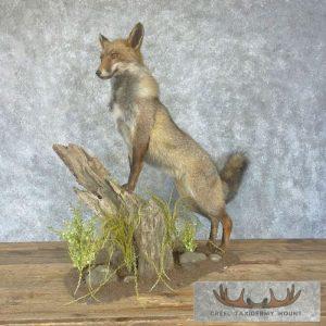 Cross Fox Life-Size Taxidermy Mount Taxidermy