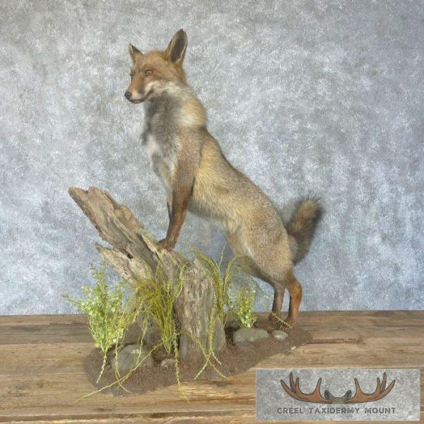 Cross Fox Life-Size Taxidermy Mount For Sale