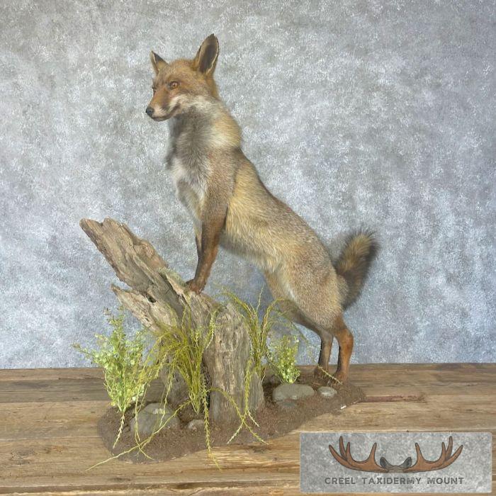 Cross Fox Life-Size Taxidermy Mount For Sale