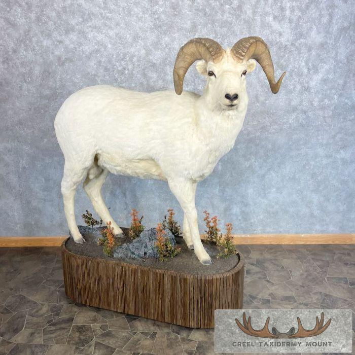 Dall Sheep Life-Size Taxidermy Mount For Sale