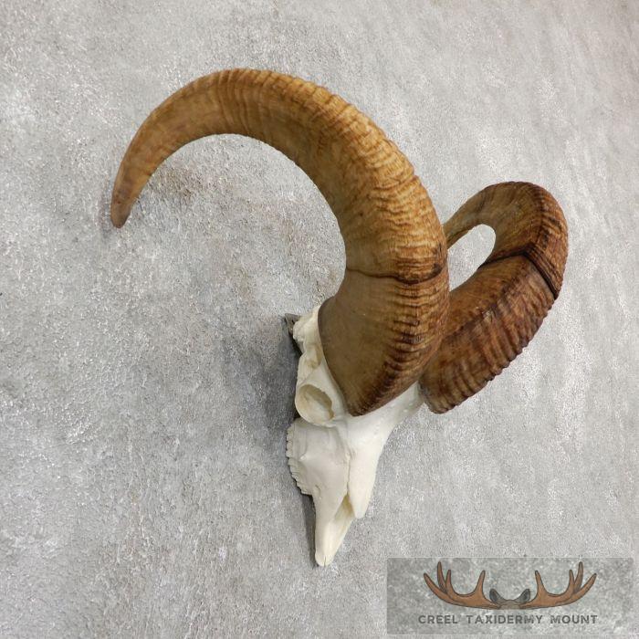 Dall Sheep European Taxidermy Mount For Sale