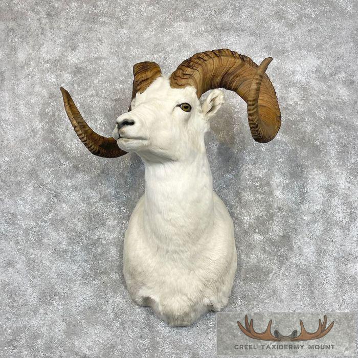 Dall Sheep Ram Taxidermy Shoulder Mount For Sale