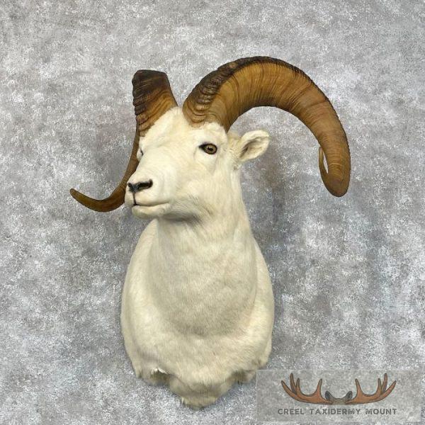 Dall Sheep Ram Taxidermy Shoulder Mount For Sale