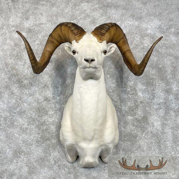 Dall Sheep Ram Taxidermy Shoulder Mount For Sale