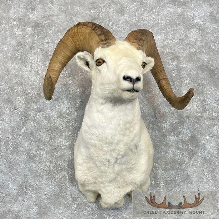 Dall Sheep Ram Taxidermy Shoulder Mount For Sale
