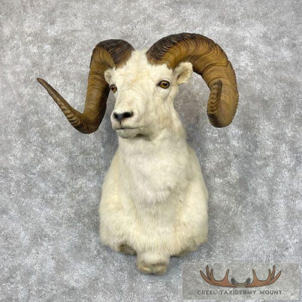 Dall Sheep Ram Taxidermy Shoulder Mount For Sale