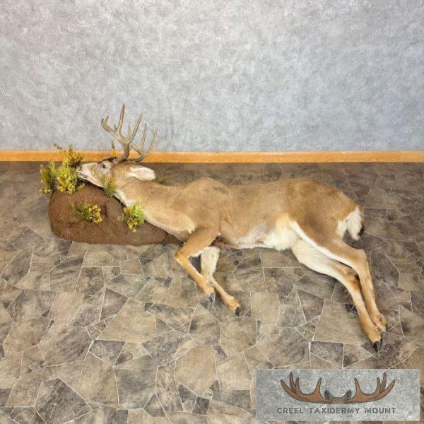 Dead Mount Deer Life-Size Taxidermy Mount For Sale