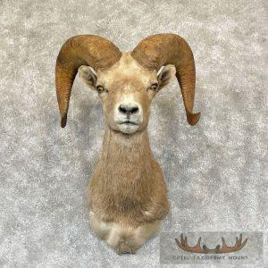 Desert Bighorn Sheep Ram Head Taxidermy Shoulder Mount Taxidermy