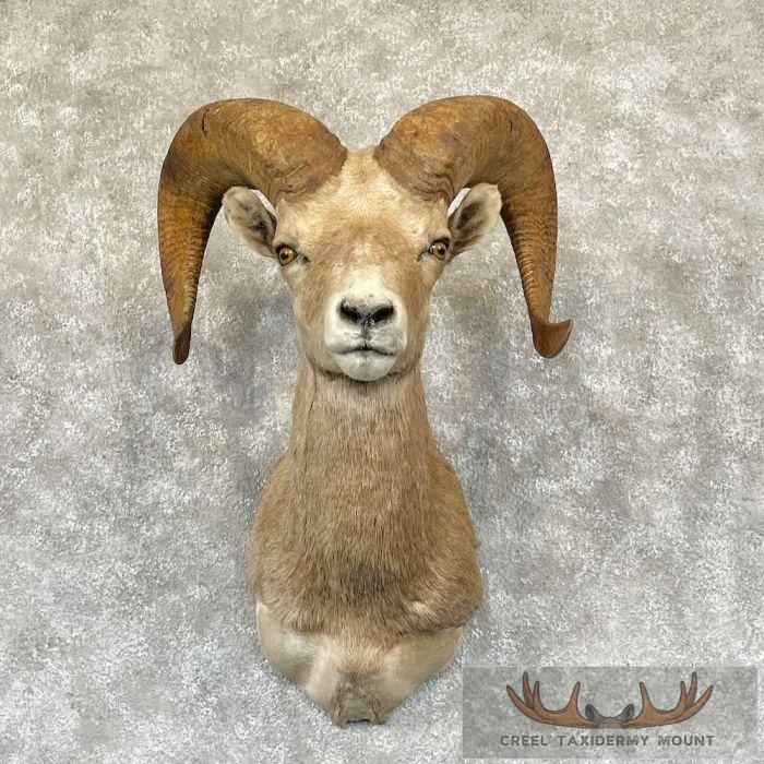 Desert Bighorn Sheep Ram Head Taxidermy Shoulder Mount For Sale