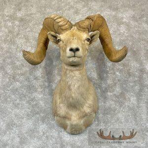Desert Bighorn Sheep Ram Head Taxidermy Shoulder Mount Taxidermy