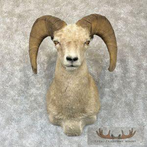Desert Bighorn Sheep Ram Head Taxidermy Shoulder Mount Taxidermy