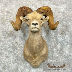 Desert Bighorn Sheep Taxidermy Shoulder Mount Taxidermy