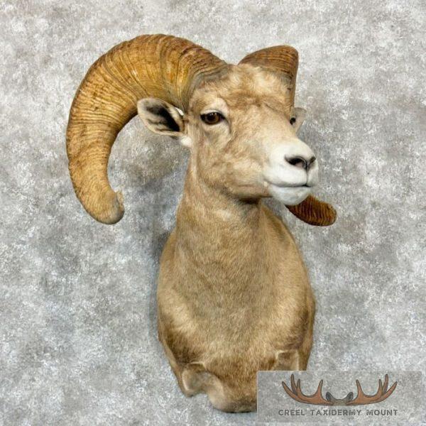 Desert Bighorn Sheep Taxidermy Shoulder Mount For Sale