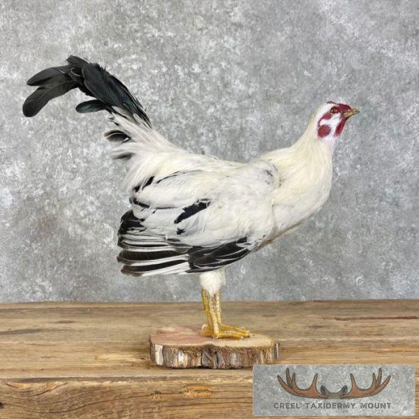 Domestic Chicken Taxidermy Mount For Sale