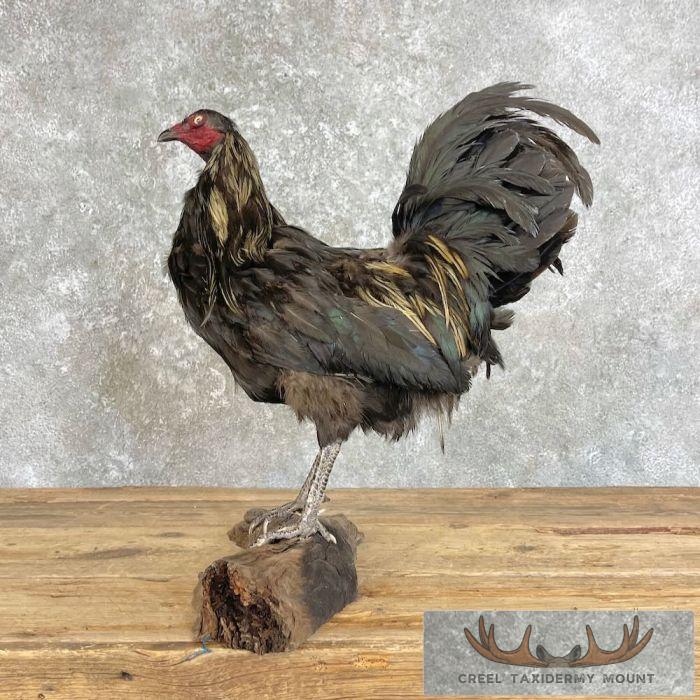 Domestic Chicken Taxidermy Mount For Sale