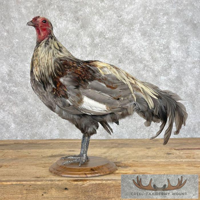 Domestic Chicken Taxidermy Mount For Sale